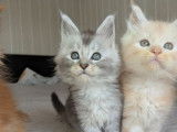 6 chatons Maine Coons LOOF à réserver