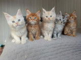 6 chatons Maine Coons LOOF à réserver