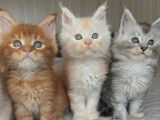 6 chatons Maine Coons LOOF à réserver