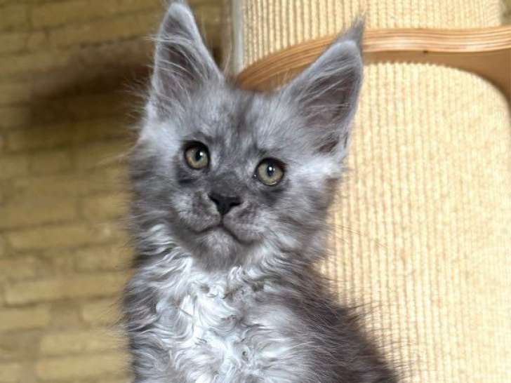 4 chatons Maine Coons polydactyles LOOF à vendre