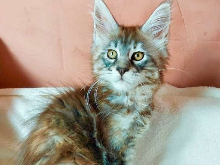Chatonne Maine Coon disponible à la réservation (LOOF)