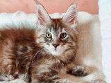 Chatonne Maine Coon disponible à la réservation (LOOF)