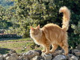 Chatonne Maine Coon disponible à la réservation (LOOF)