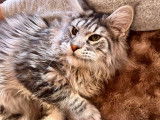 Chatonne Maine Coon disponible à la réservation (LOOF)