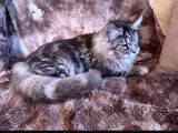 Chatonne Maine Coon disponible à la réservation (LOOF)