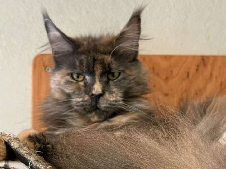 Chat femelle Maine Coon adulte LOOF à vendre