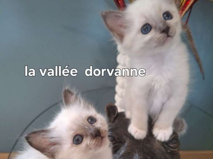 2 chatons mâles Sacré de Birmanie à réserver