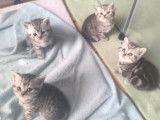 Chatons British Shothair silver black à vendre