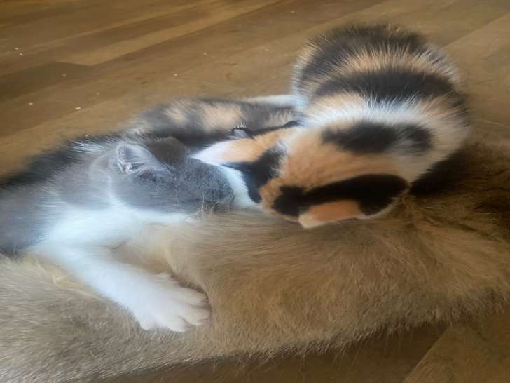 4 petits chatons British Longhair tout mignons à vendre