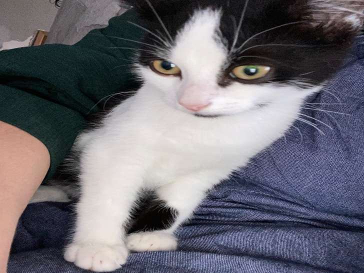 Petit chaton de maman British Longhair tout mignons à vendre