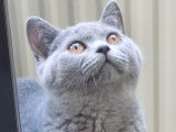 British Shorthair bleue à vendre
