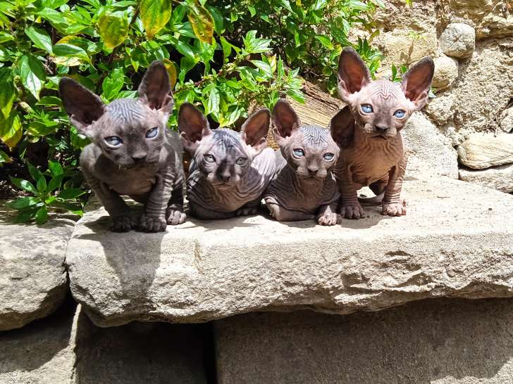 Chatons Sphynx LOOF à vendre