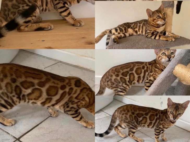 Femelle Bengal LOOF testée et stérilisée à vendre