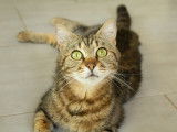 Paloma, chatte à adopter
