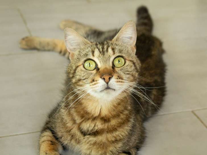 Paloma, chatte à adopter