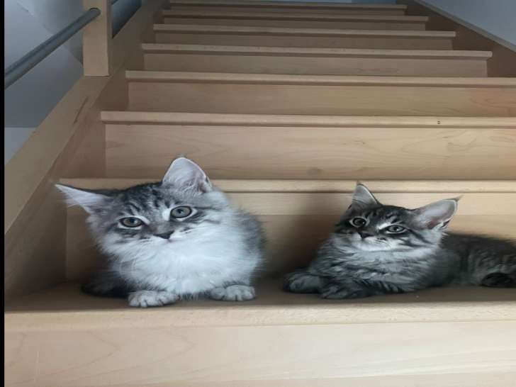 Chatons Maine Coon à vendre