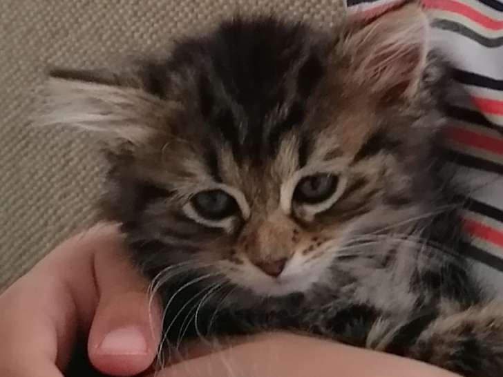 Chatonne de type Maine Coon à vendre