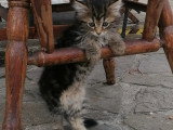 Chatonne de type Maine Coon à vendre