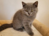 Chatons British Shorthair à vendre