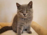 Chatons British Shorthair à vendre