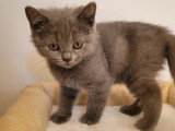 Chatons British Shorthair à vendre