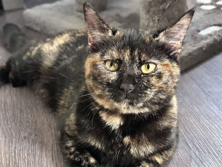 Jeune chatte écaille de tortue à adopter