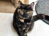 Jeune chatte écaille de tortue à adopter