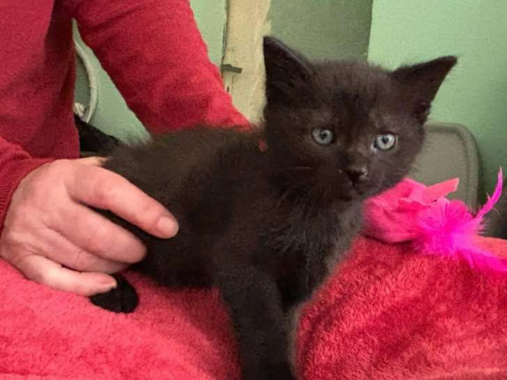 En attente d’une famille : chaton mâle noir