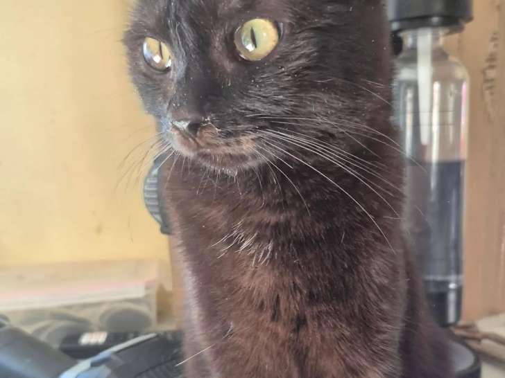 À accueillir : chat d'un an