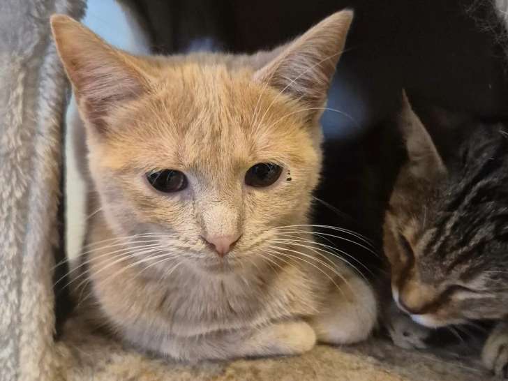 En quête d'une famille : chat au pelage roux