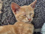 En quête d'une famille : chat au pelage roux