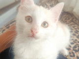Adoption disponible : chaton mâle roux et blanc