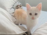 Adoption disponible : chaton mâle roux et blanc
