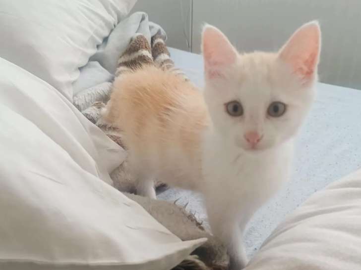 Adoption disponible : chaton mâle roux et blanc