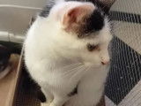 À la recherche d'un foyer : chatte noire et blanche