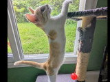 Chatonne de 3 mois en attente d'adoption