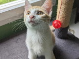 Chatonne de 3 mois en attente d'adoption