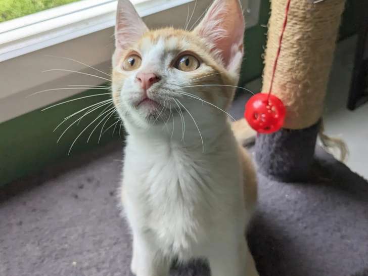 Chatonne de 3 mois en attente d'adoption