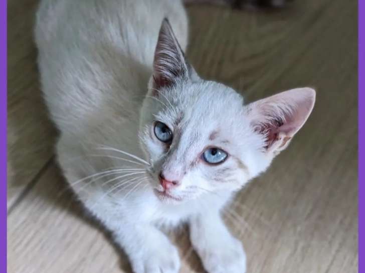 Chatonne tricolore prête pour l'adoption