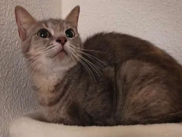 Chatte tigrée à accueillir