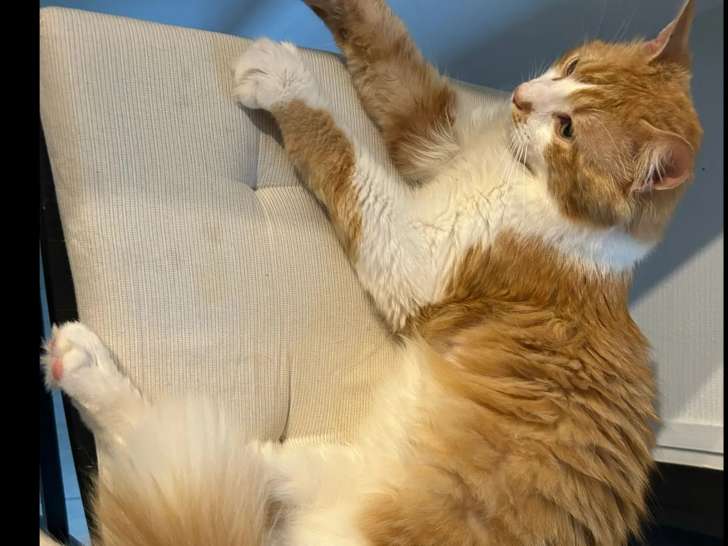 Chat roux et blanc en quête d’une famille