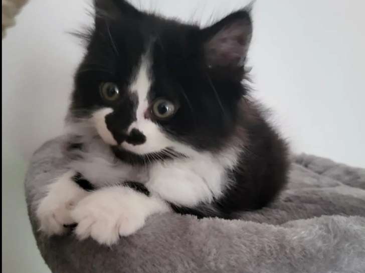 Chaton femelle noir et blanc à la recherche d'un foyer