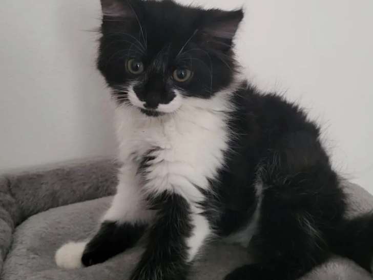 Disponible à l'adoption, chaton mâle noir et blanc