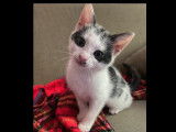 En attente d'adoption, chaton femelle de 3 mois