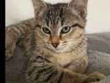 Prêt pour l'adoption, chaton femelle de 3 mois
