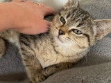 Prêt pour l'adoption, chaton femelle de 3 mois