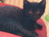 En attente d'une famille, chaton mâle noir