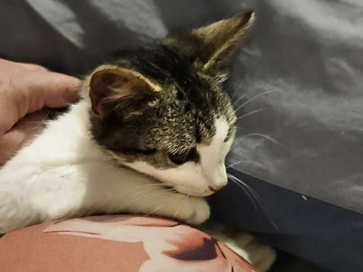 En quête d'une famille, chaton femelle tigré blanc