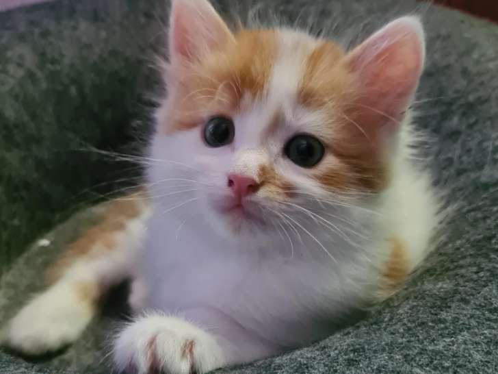 Adoption disponible : chaton mâle d'un mois
