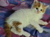 Adoption disponible : chaton mâle d'un mois